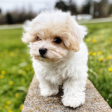 Cute Havanese Purebred Pup Cute Havanese Purebred Pup