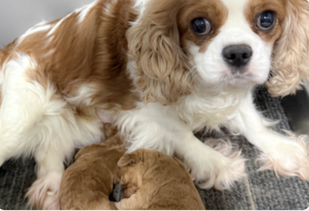 weeks 1 and 2 of the first 8 weeks of a lone star pups puppy
