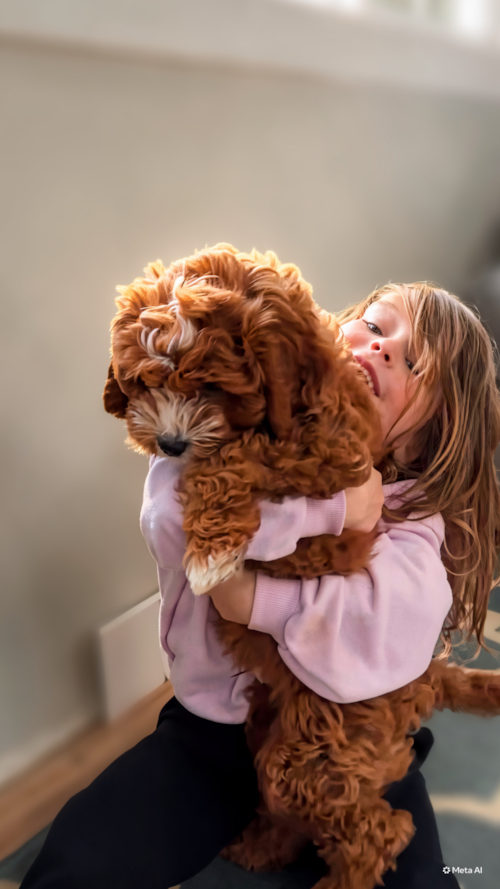 Lone Star Pups Can you believe this is only Two weeks worth of memories for Charlie the Cavapoo and his best friend for life🐶 Trending Video