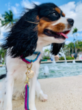 Cute Cavalier King Charles Spaniel Pup Cute Cavalier King Charles Spaniel Pup