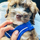 Cute Cockapoo Pup Cute Cockapoo Pup