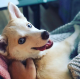 Cute Pomsky Designer Pup Cute Pomsky Designer Pup