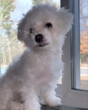 Cute Bichon Frise Purebred Pup Cute Bichon Frise Purebred Pup