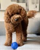 Cute Mini Goldendoodle Pup Cute Mini Goldendoodle Pup