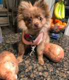Cute Pomeranian Pup Cute Pomeranian Pup