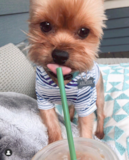 Cute Yorkie Purebred Pup Cute Yorkie Purebred Pup