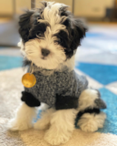 Havanese Being Cute Havanese Being Cute