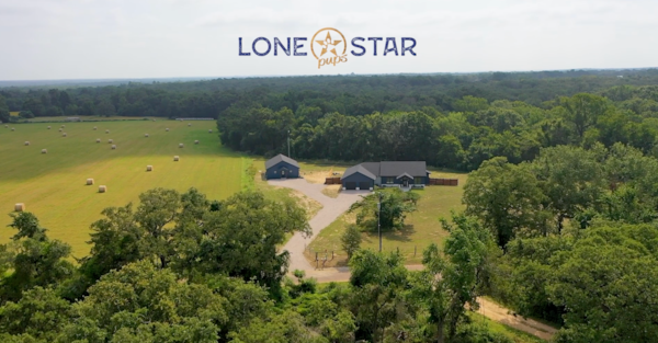 11 Most Common Questions About Lone Star Pups Puppy Adoptions 