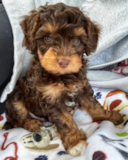 Cute Mini Aussiedoodle Pup Cute Mini Aussiedoodle Pup