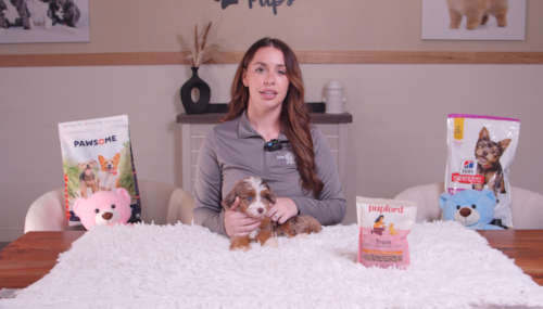 Lone Star Pups If you’re searching for Mini Aussiedoodle puppies in Texas, here’s our honest opinion! Trending Video