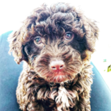 Cute Labrador Poodle Mix Pup Cute Labrador Poodle Mix Pup