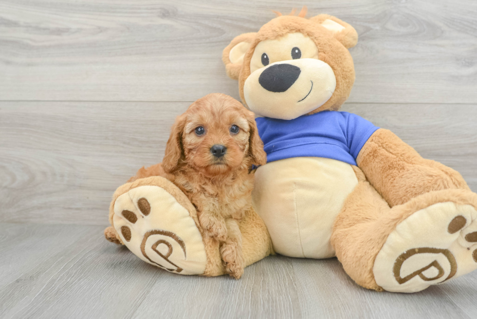 picture of cavapoo puppy dolly when she was still a young puppy before adoption
