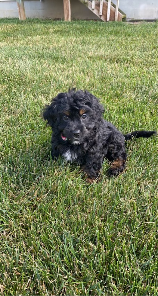 black cockapoo sitting in grass