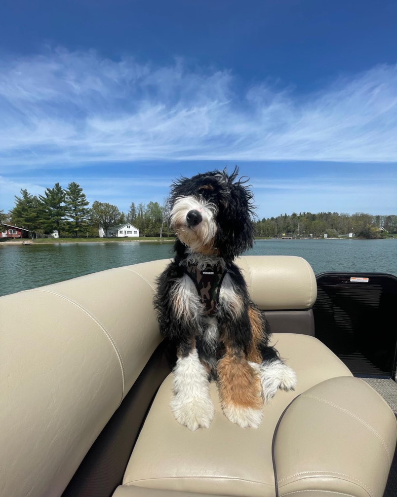 tricolor Mini Bernedoodle on a boat