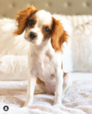 Cute Cavalier King Charles Spaniel Pup Cute Cavalier King Charles Spaniel Pup