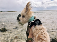 Cute Yorkie Designer Pup Cute Yorkie Designer Pup