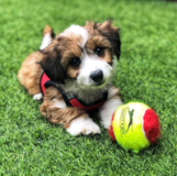 Cute Aussiechon Pup Cute Aussiechon Pup