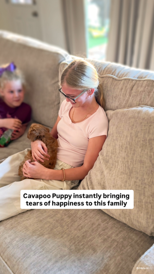 Lone Star Pups Cavapoo Puppies are a family favorite for a reason and this Texas family experienced that first hand.  Trending Video