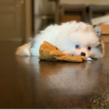 Cute Pomeranian Purebred Pup Cute Pomeranian Purebred Pup