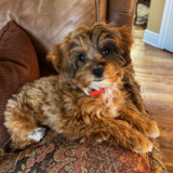 Cute Mini Aussiedoodle Poodle Mix Pup Cute Mini Aussiedoodle Poodle Mix Pup