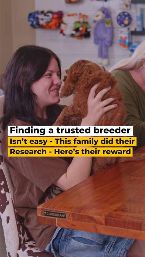 Lone Star Pups First-Time Puppy Parents Find Their Mini Goldendoodle Trending Video