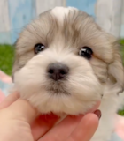 Cute Havashon Designer Pup