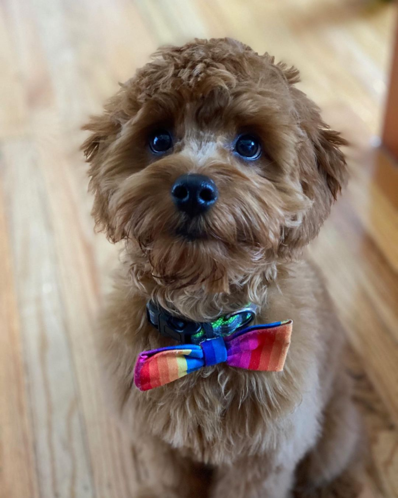 happy cockapoo dog