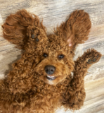 Cute Mini Goldendoodle Poodle Mix Pup Cute Mini Goldendoodle Poodle Mix Pup