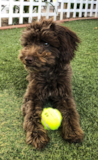 Cute Mini Labradoodle Poodle Mix Pup Cute Mini Labradoodle Poodle Mix Pup