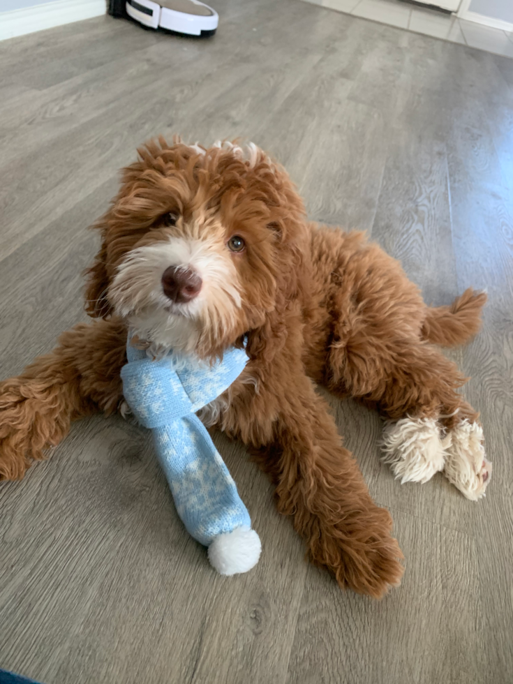 full grown mini goldendoodle