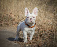 French Bulldog Being Cute French Bulldog Being Cute