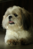 Shih Tzu Being Cute