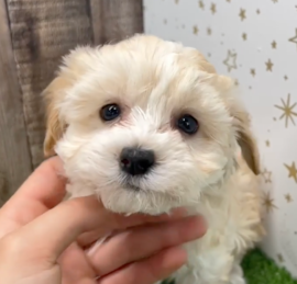 Havadoodle Puppies For Sale - Lone Star Pups