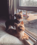 Cute Yorkshire Terrier Purebred Pup Cute Yorkshire Terrier Purebred Pup