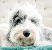 Cute Mini Sheepadoodle Pup Cute Mini Sheepadoodle Pup