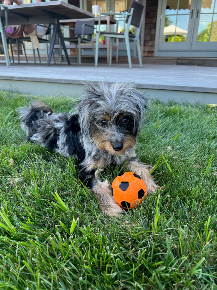 mini aussiedoodle playing in the grass