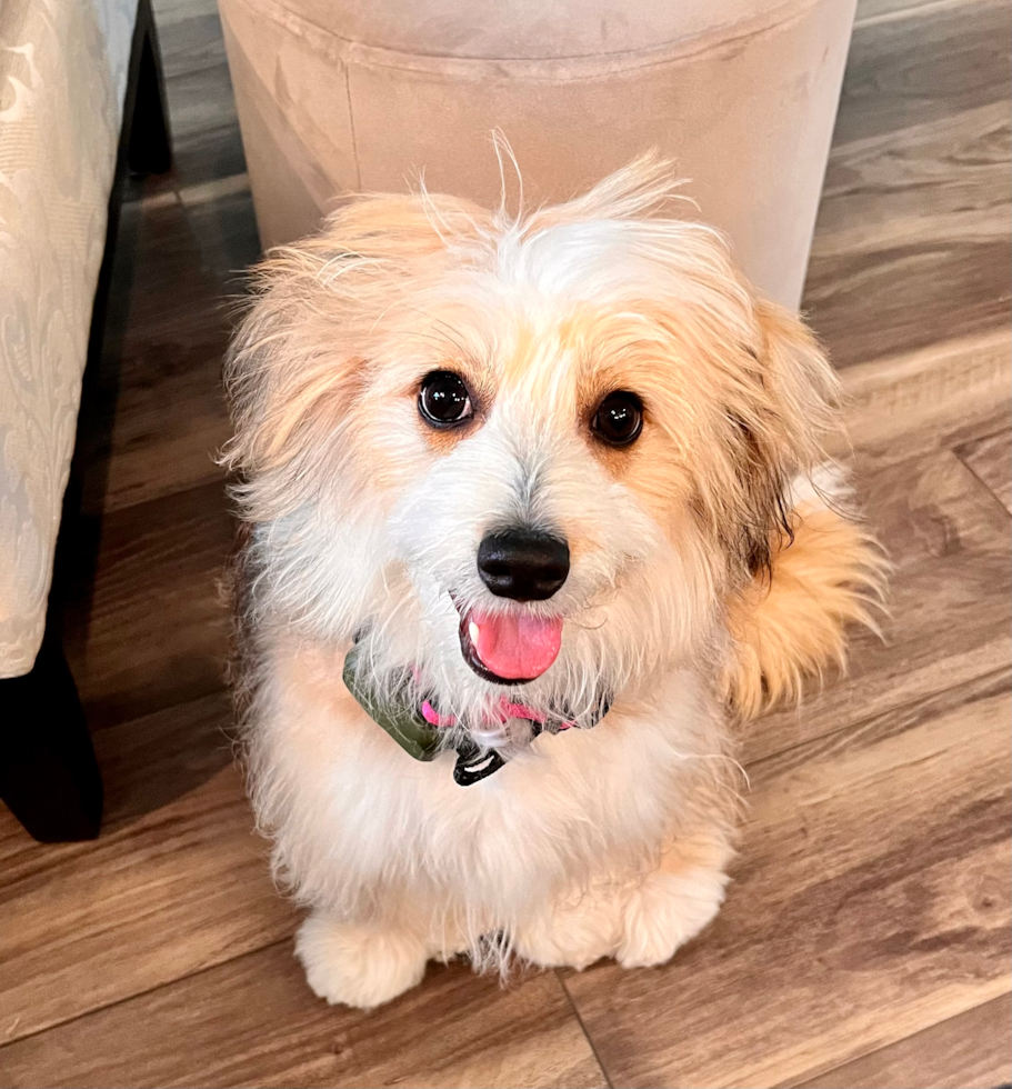 lone star pups customer photo of an adorable dog 