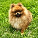 Cute Pomeranian Purebred Pup Cute Pomeranian Purebred Pup