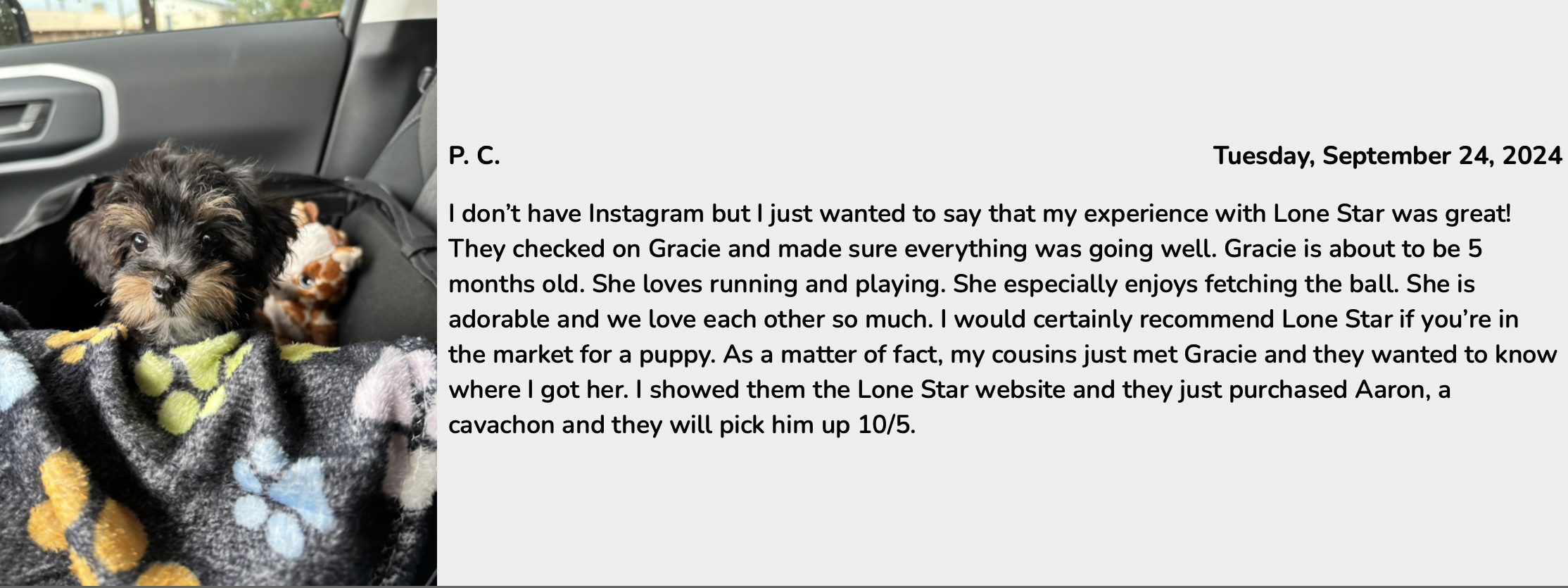 lone star pups customer review of yorkie poo puppy gracie