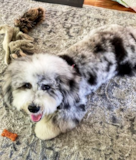 Cute English Sheep Poodle Mix Pup Cute English Sheep Poodle Mix Pup