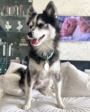 Cute Mini Husky Designer Pup Cute Mini Husky Designer Pup