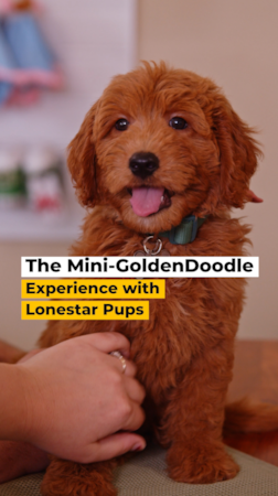 Lone Star Pups Meet Mr. Bennet — the sweetest little Mini Red Goldendoodle.