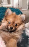 Cute Pomeranian Purebred Pup Cute Pomeranian Purebred Pup