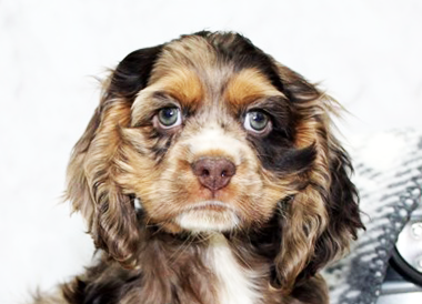 Cocker Spaniel Puppies For Sale - Lone Star Pups