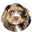 Cocker Spaniel Puppy For Sale - Lone Star Pups