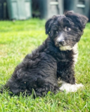 Cute Aussiechon Pup Cute Aussiechon Pup