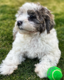 Cute Shih Poo Poodle Mix Pup Cute Shih Poo Poodle Mix Pup