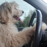 Cute Mini Goldendoodle Poodle Mix Pup Cute Mini Goldendoodle Poodle Mix Pup