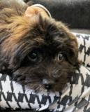 Cute Shih Poo Poodle Mix Pup Cute Shih Poo Poodle Mix Pup