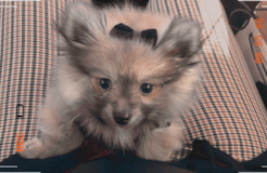 Cute Pomeranian Purebred Pup Cute Pomeranian Purebred Pup
